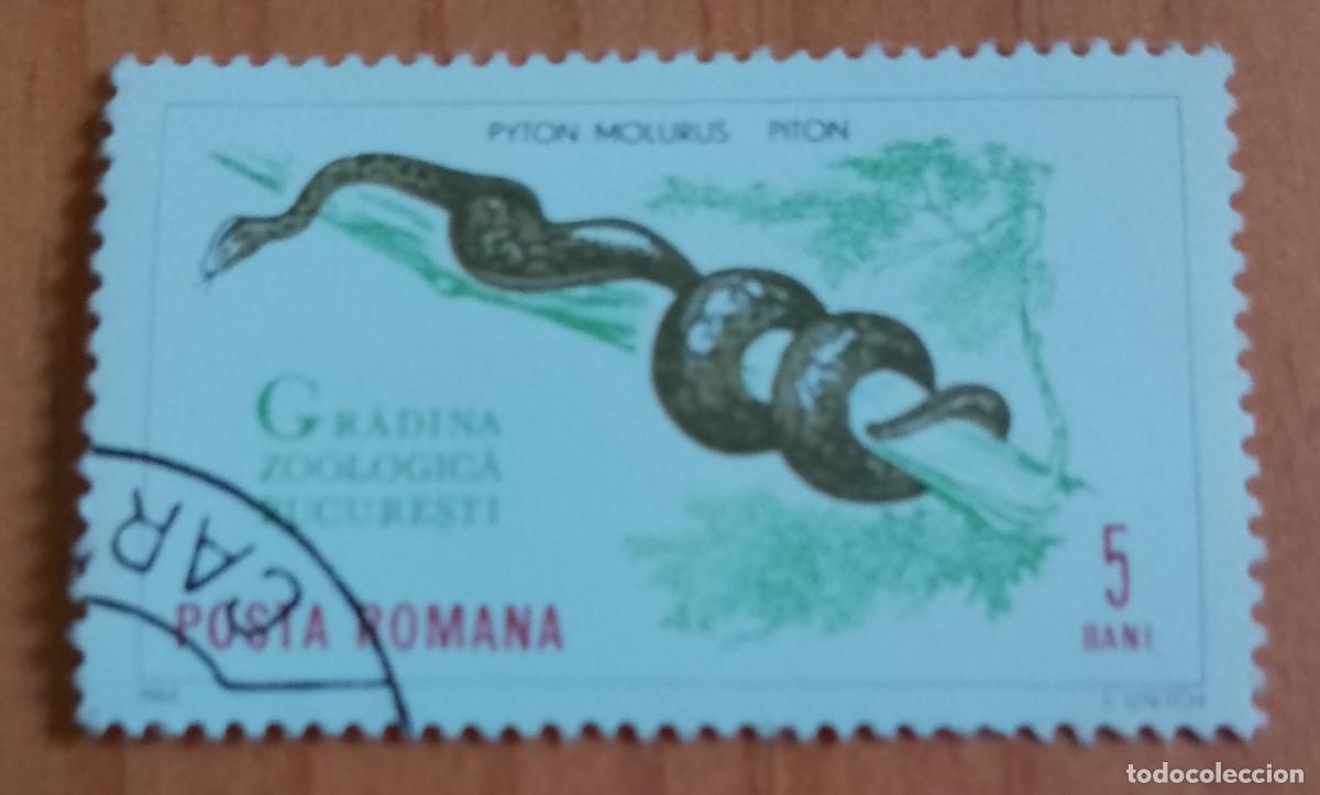Sellos: RUMANIA - 5 BANI - A&Ntilde;O 1964 - PIT&Oacute;N, PYTON MOLURUS, JARDIN ZOOL&Oacute;GICO BUCAREST - VER DESCRIPCI&Oacute;N.