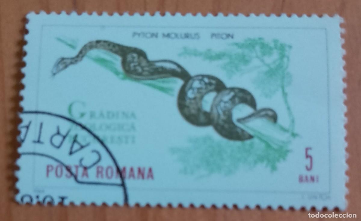Sellos: RUMANIA - 5 BANI - A&Ntilde;O 1964 - PIT&Oacute;N, PYTON MOLURUS, JARDIN ZOOL&Oacute;GICO BUCAREST - VER DESCRIPCI&Oacute;N.