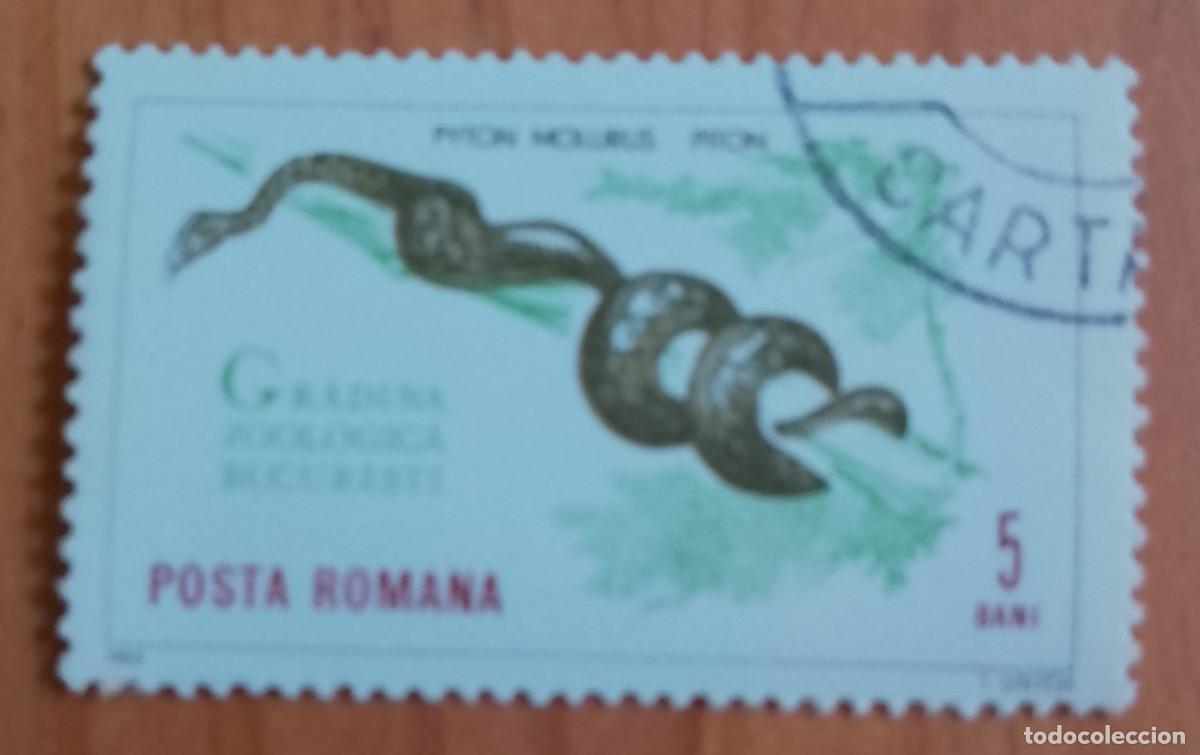 Sellos: RUMANIA - 5 BANI - A&Ntilde;O 1964 - PIT&Oacute;N, PYTON MOLURUS, JARDIN ZOOL&Oacute;GICO BUCAREST - VER DESCRIPCI&Oacute;N.