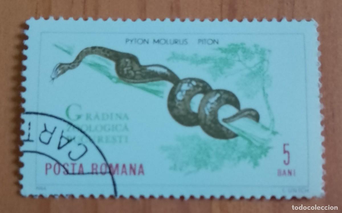 Sellos: RUMANIA - 5 BANI - A&Ntilde;O 1964 - PIT&Oacute;N, PYTON MOLURUS, JARDIN ZOOL&Oacute;GICO BUCAREST - VER DESCRIPCI&Oacute;N.