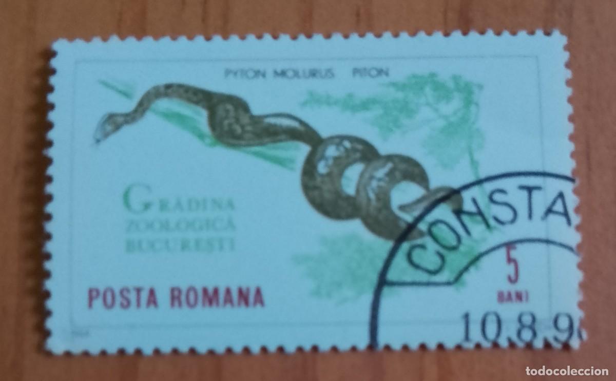 Sellos: RUMANIA - 5 BANI - A&Ntilde;O 1964 - PIT&Oacute;N, PYTON MOLURUS, JARDIN ZOOL&Oacute;GICO BUCAREST - VER DESCRIPCI&Oacute;N.