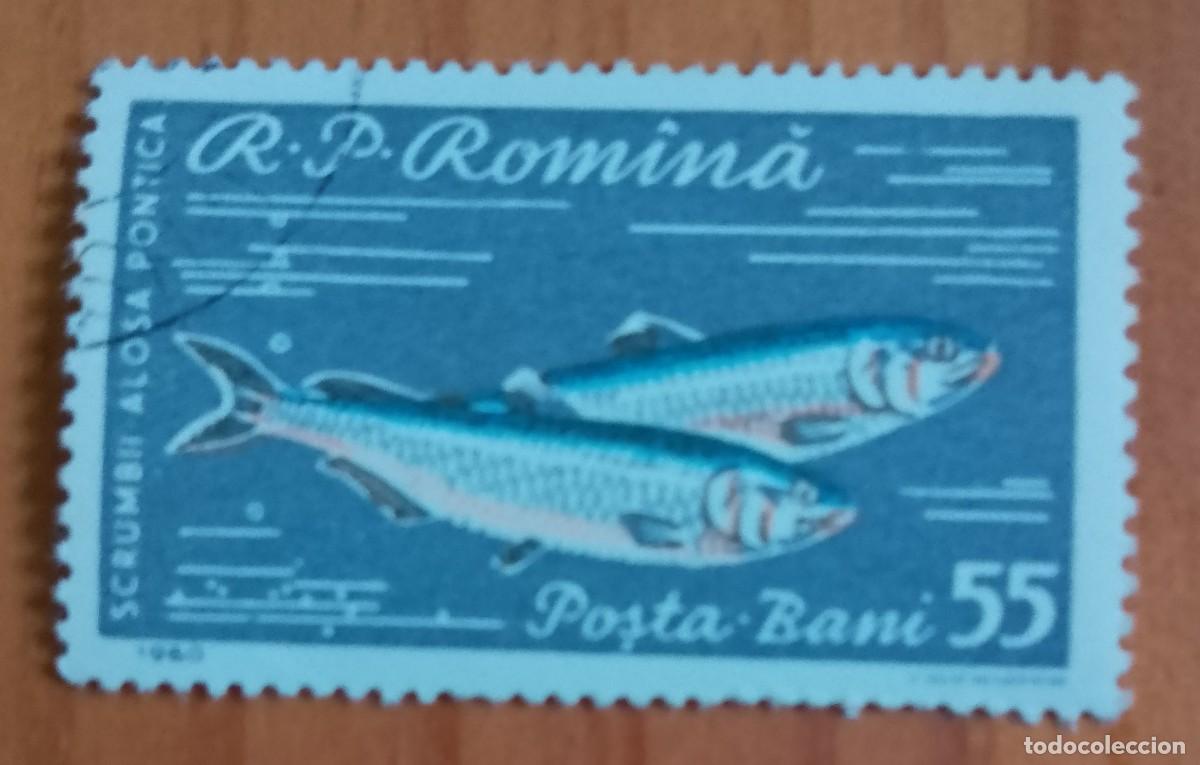 Sellos: RUMANIA - 55 BANI - A&Ntilde;O 1960 - SCRUMBII A&Ntilde;PSA PONTICA, ALOSA INMACULADA - PEZ - VER DESCRIPCI&Oacute;N.