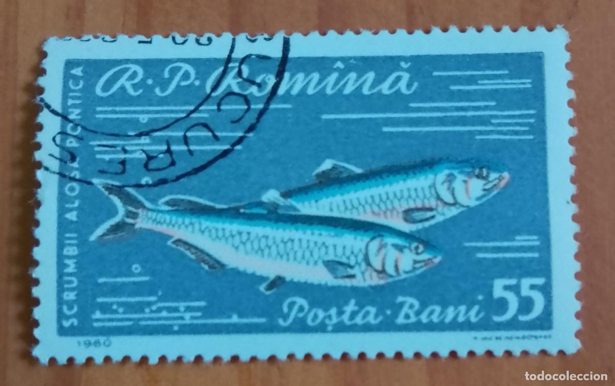 Sellos: RUMANIA - 55 BANI - A&Ntilde;O 1960 - SCRUMBII A&Ntilde;PSA PONTICA, ALOSA INMACULADA - PEZ - VER DESCRIPCI&Oacute;N.