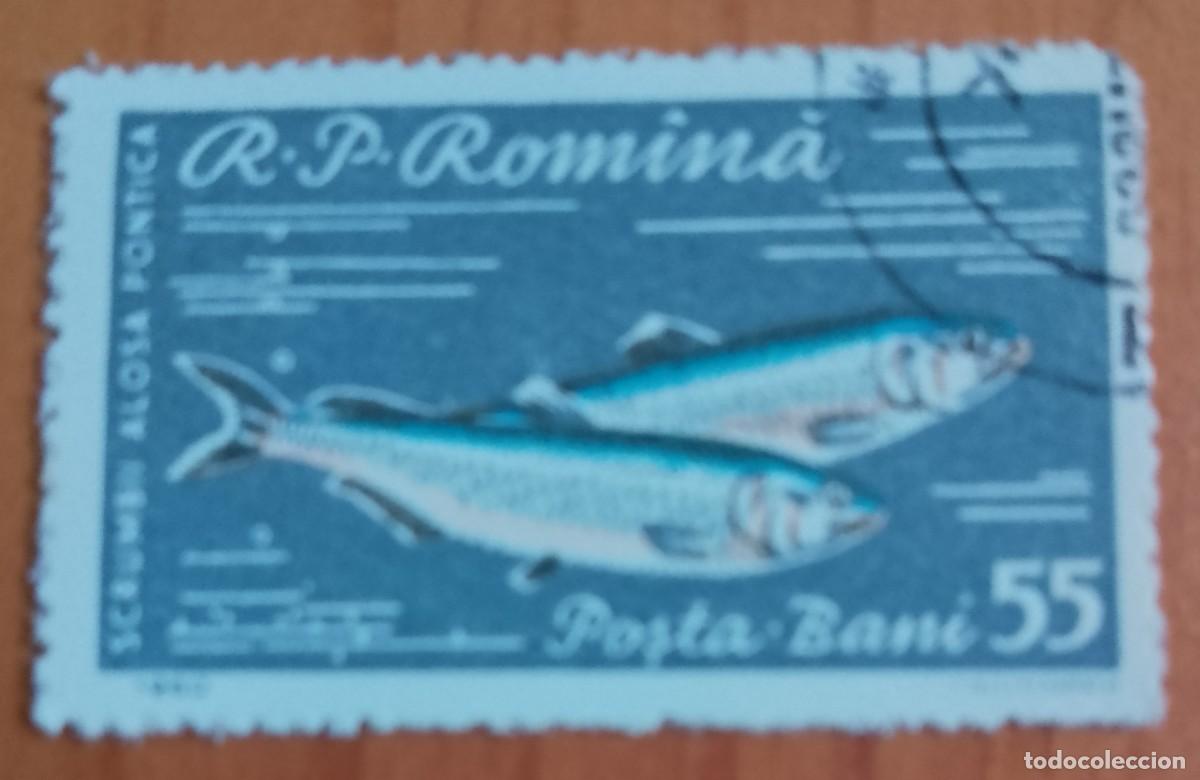 Sellos: RUMANIA - 55 BANI - A&Ntilde;O 1960 - SCRUMBII A&Ntilde;PSA PONTICA, ALOSA INMACULADA - PEZ - VER DESCRIPCI&Oacute;N.