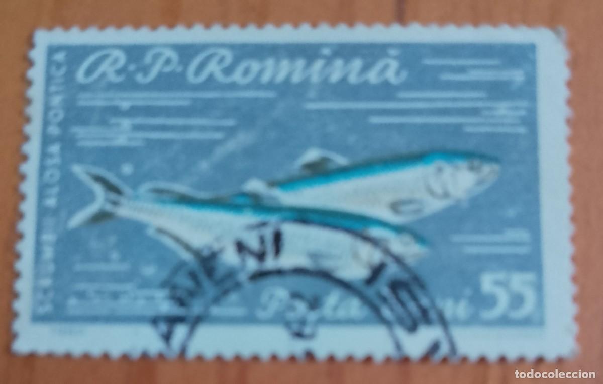 Sellos: RUMANIA - 55 BANI - A&Ntilde;O 1960 - SCRUMBII A&Ntilde;PSA PONTICA, ALOSA INMACULADA - PEZ - VER DESCRIPCI&Oacute;N.