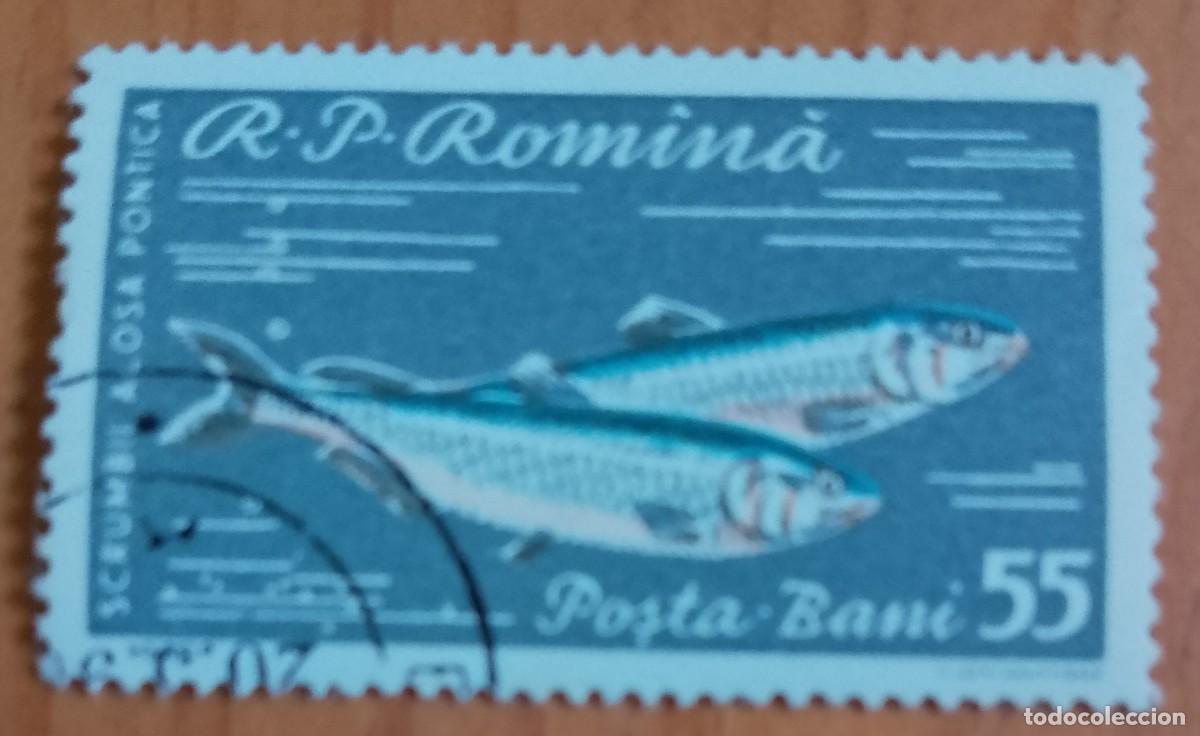 Sellos: RUMANIA - 55 BANI - A&Ntilde;O 1960 - SCRUMBII A&Ntilde;PSA PONTICA, ALOSA INMACULADA - PEZ - VER DESCRIPCI&Oacute;N.