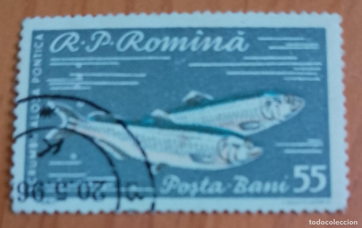 Sellos: RUMANIA - 55 BANI - A&Ntilde;O 1960 - SCRUMBII A&Ntilde;PSA PONTICA, ALOSA INMACULADA - PEZ - VER DESCRIPCI&Oacute;N.