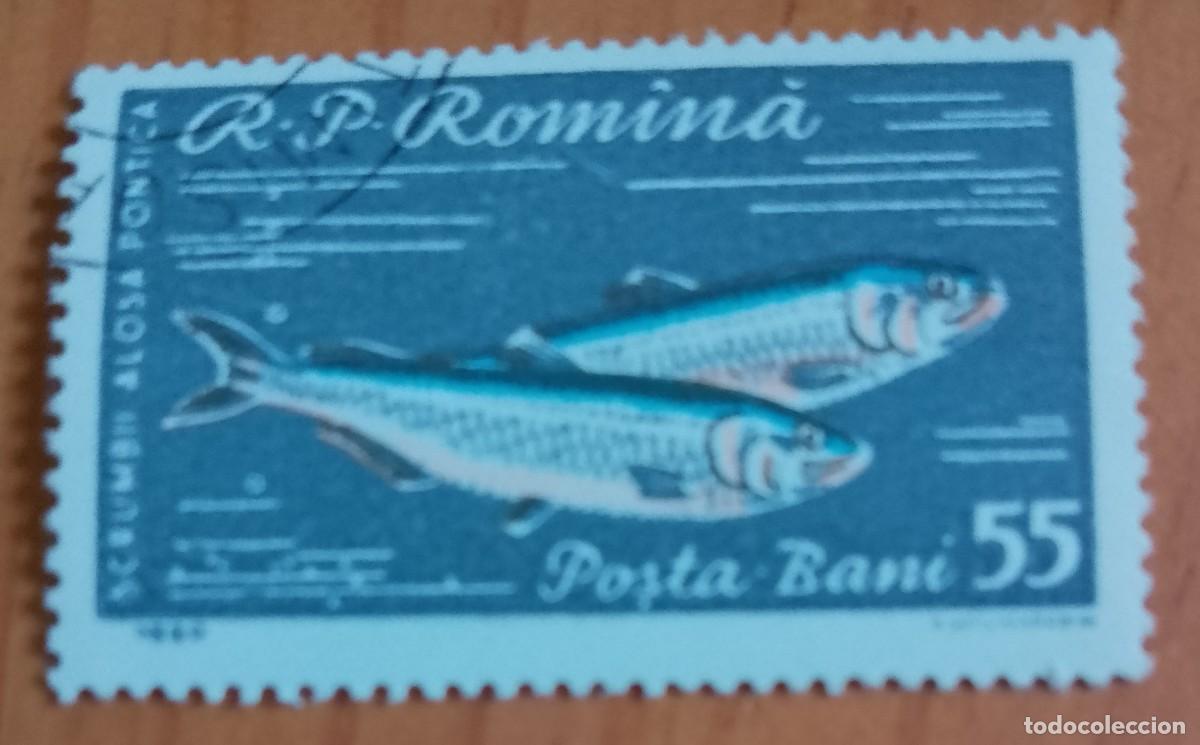 Sellos: RUMANIA - 55 BANI - A&Ntilde;O 1960 - SCRUMBII A&Ntilde;PSA PONTICA, ALOSA INMACULADA - PEZ - VER DESCRIPCI&Oacute;N.