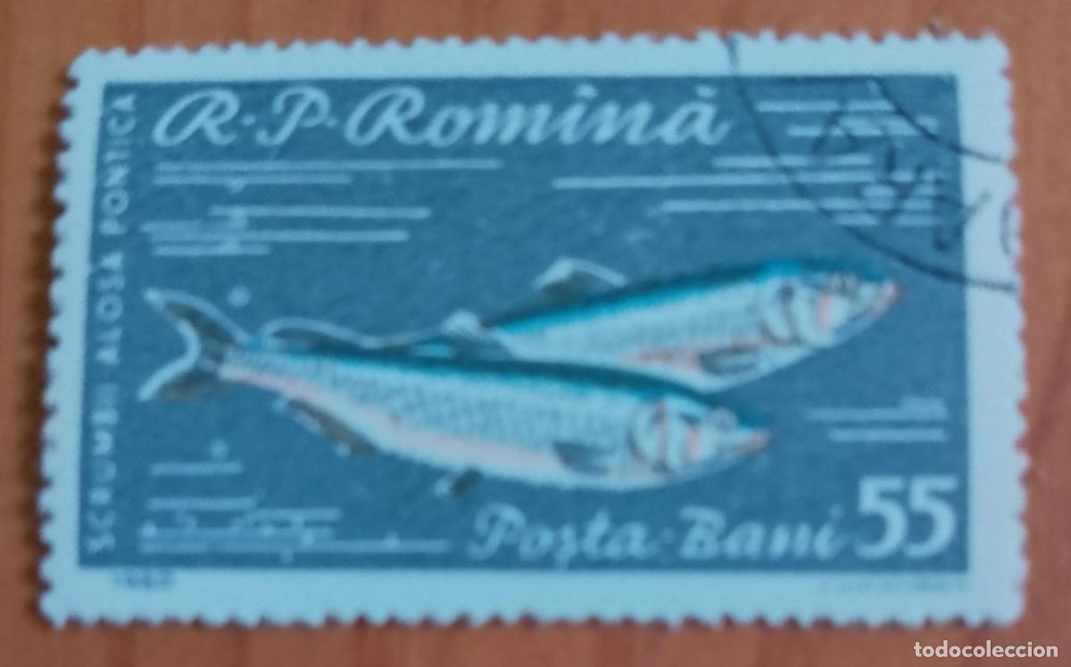 Sellos: RUMANIA - 55 BANI - A&Ntilde;O 1960 - SCRUMBII A&Ntilde;PSA PONTICA, ALOSA INMACULADA - PEZ - VER DESCRIPCI&Oacute;N.