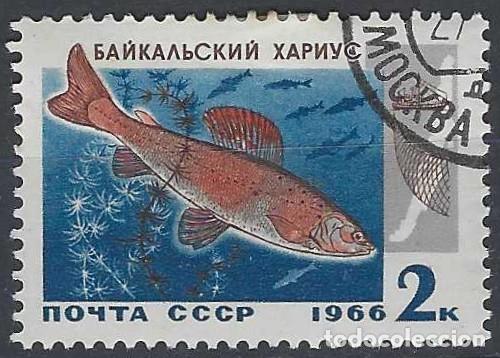 Sellos: UNI&Oacute;N SOVI&Eacute;TICA 1966 - FAUNA, PECES DEL LAGO BAIKAL, T&Iacute;MALO &Aacute;RTICO - USADO