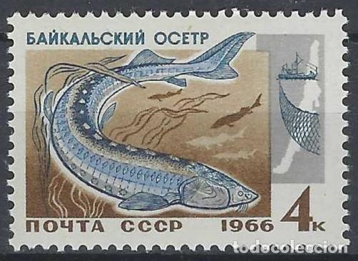 Sellos: UNI&Oacute;N SOVI&Eacute;TICA 1966 - FAUNA, PECES DEL LAGO BAIKAL, ESTURI&Oacute;N SIBERIANO - MNH**