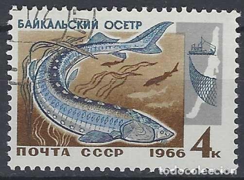 Sellos: UNI&Oacute;N SOVI&Eacute;TICA 1966 - FAUNA, PECES DEL LAGO BAIKAL, ESTURI&Oacute;N SIBERIANO - USADO
