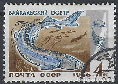 Sellos: UNI&Oacute;N SOVI&Eacute;TICA 1966 - FAUNA, PECES DEL LAGO BAIKAL, ESTURI&Oacute;N SIBERIANO - USADO