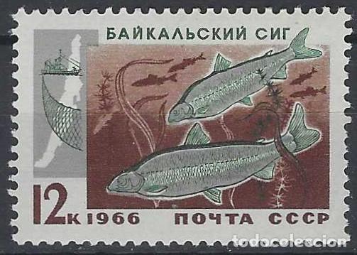 Sellos: UNI&Oacute;N SOVI&Eacute;TICA 1966 - FAUNA, PECES DEL LAGO BAIKAL, LAVARETO - MNH**