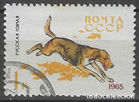 Sellos: UNI&Oacute;N SOVI&Eacute;TICA 1965 - FAUNA, PERROS, SABUESO RUSO - USADO