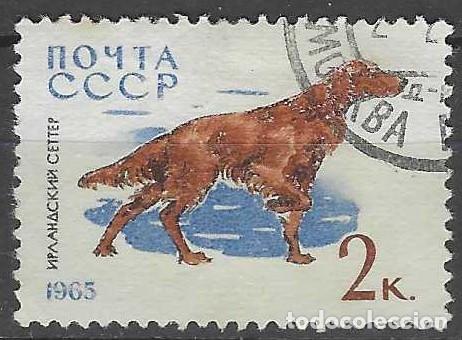 Sellos: UNI&Oacute;N SOVI&Eacute;TICA 1965 - FAUNA, PERROS, SETTER - USADO