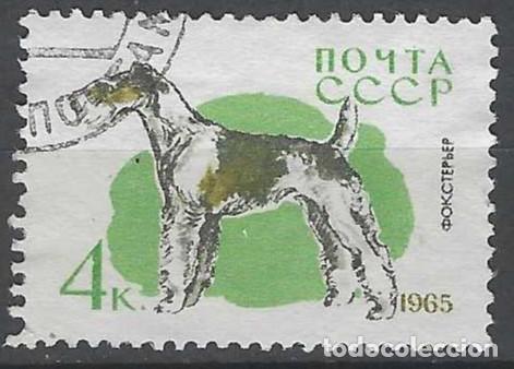Sellos: UNI&Oacute;N SOVI&Eacute;TICA 1965 - FAUNA, PERROS, FOX TERRIER - USADO