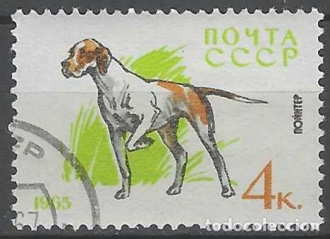 Sellos: UNI&Oacute;N SOVI&Eacute;TICA 1965 - FAUNA, PERROS, POINTER - USADO