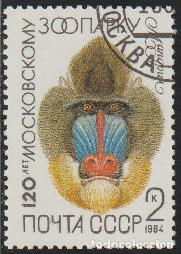 Sellos: Rusia URSS 1984 Scott 5226 Sello * Fauna Zoo de Moscu Mandril (Mandrillus sphinx) Michel 5356