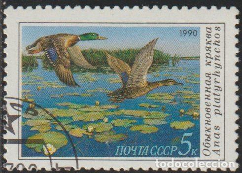 Sellos: Rusia URSS 1990 Scott 5906 Sello * Fauna Pato Real (Anas Platyrhychos) Michel 6099 Yvert 5761 Russia