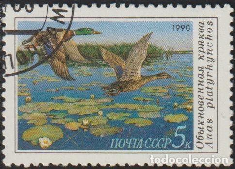 Stamps: Rusia URSS 1990 Scott 5906 Sello * Fauna Pato Real (Anas Platyrhychos) Michel 6099 Yvert 5761 Russia