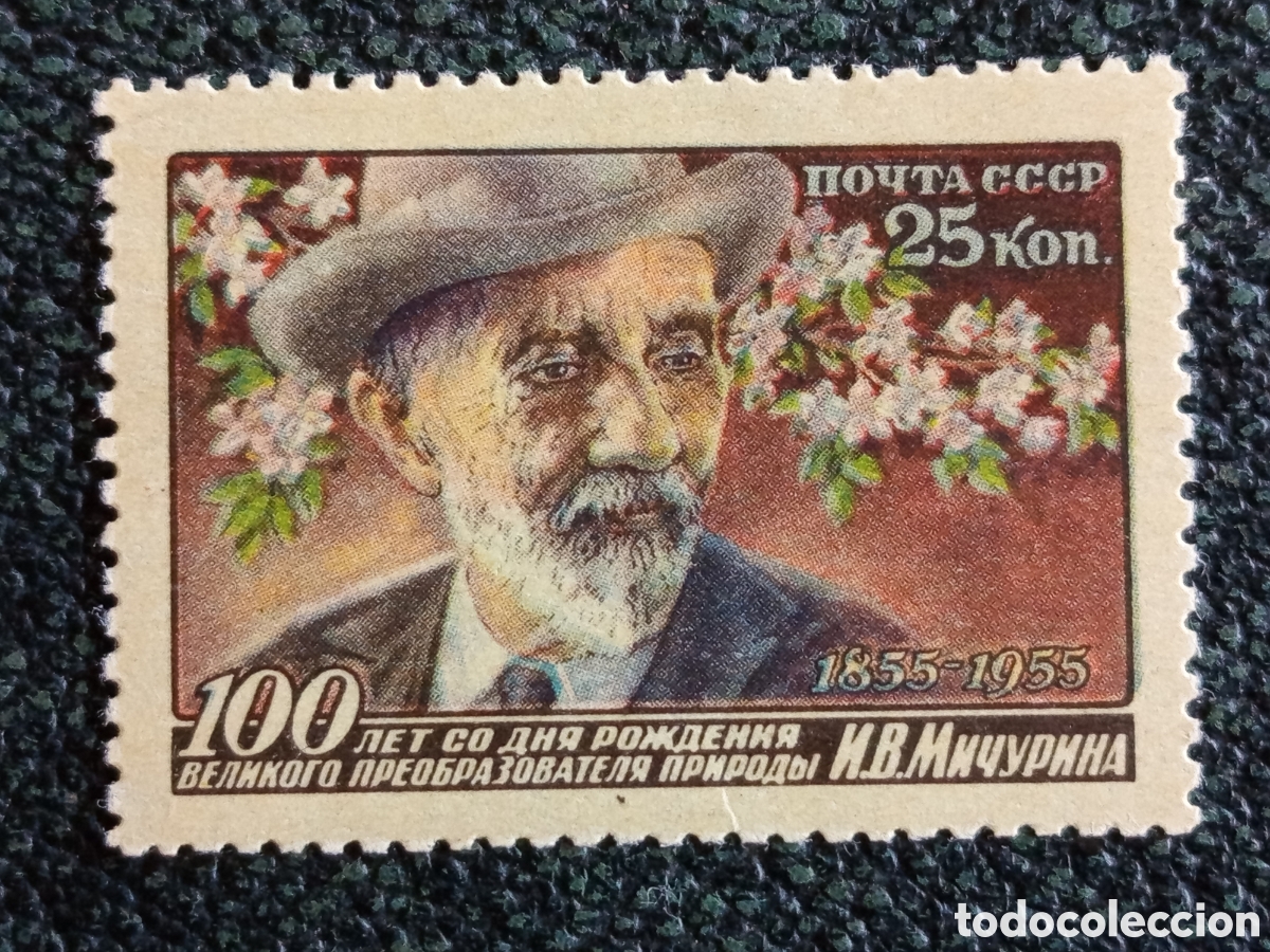 Francobolli: Sello URSS Rusia 1956 Centenario Iv&aacute;n Michurin 25k MNH Michel 1836