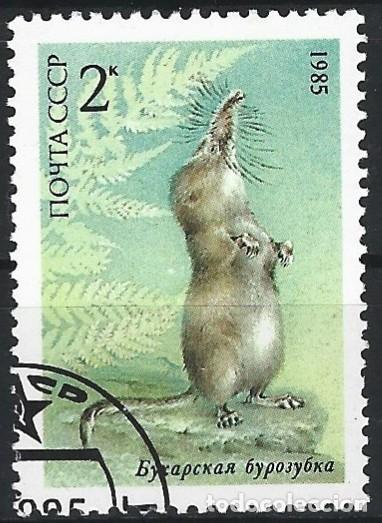 Sellos: RUSIA - CCCP - 1985 - TOPO EN UN SELLO DE LA SERIE ANIMALES QUERIDOS - SELLADO