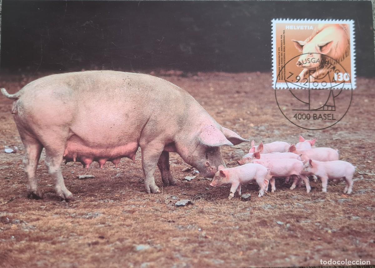 Briefmarken: Tres tarjetas m&aacute;ximas de Suiza 2004
