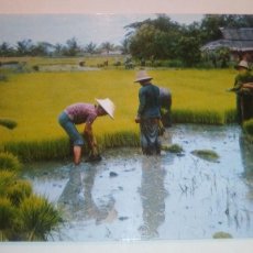 Sellos: TARJETA POSTAL. FARMERS ROOT OUT YOUNG RICE PLANTS, BINDING THEM THAILAND ED. PHORNTHIP PHATANA LTD. Lote 377047404
