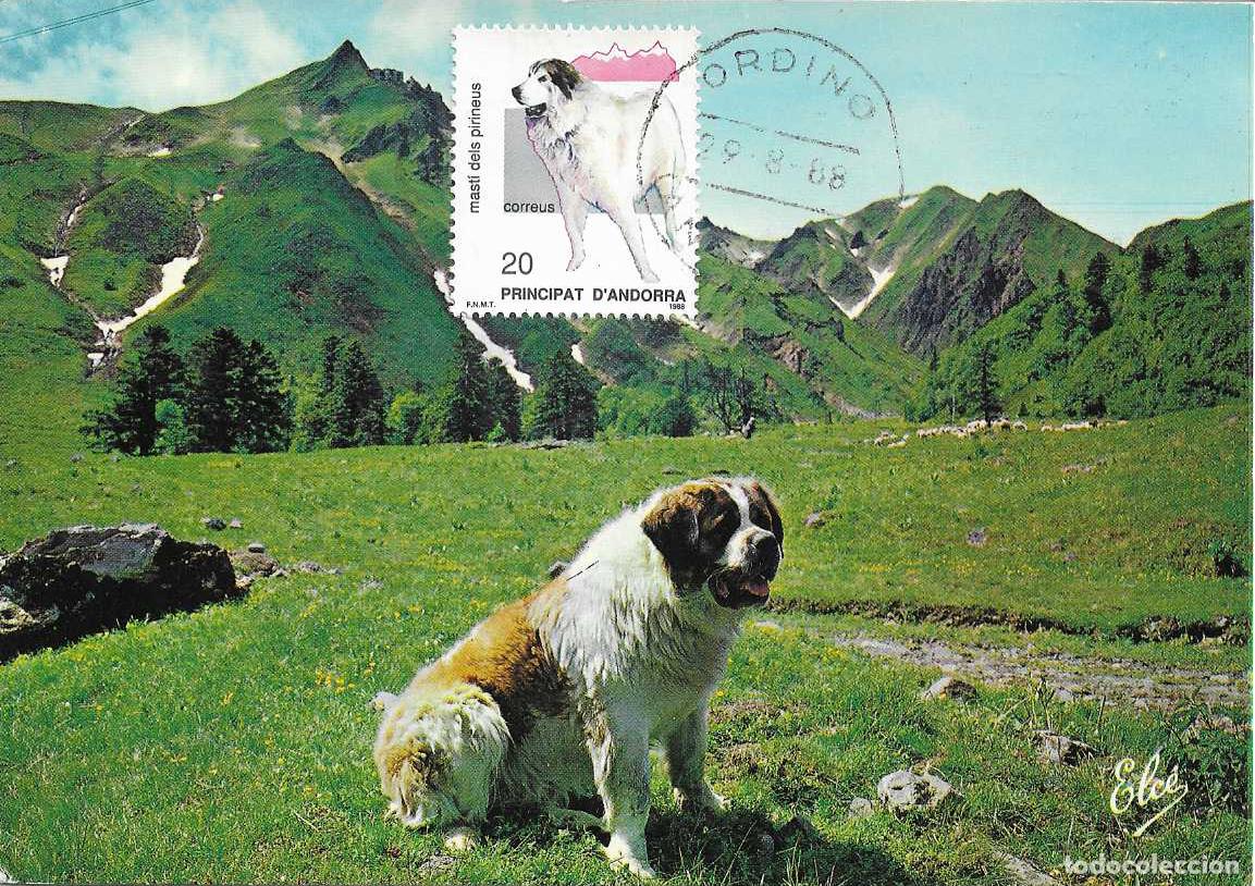 Sellos: PERROS MASTIN DE LOS PIRINEOS NATURALEZA 1988 ANDORRA ESPA&Ntilde;OLA (EDIFIL 206) TARJETA MAXIMA RARO VER