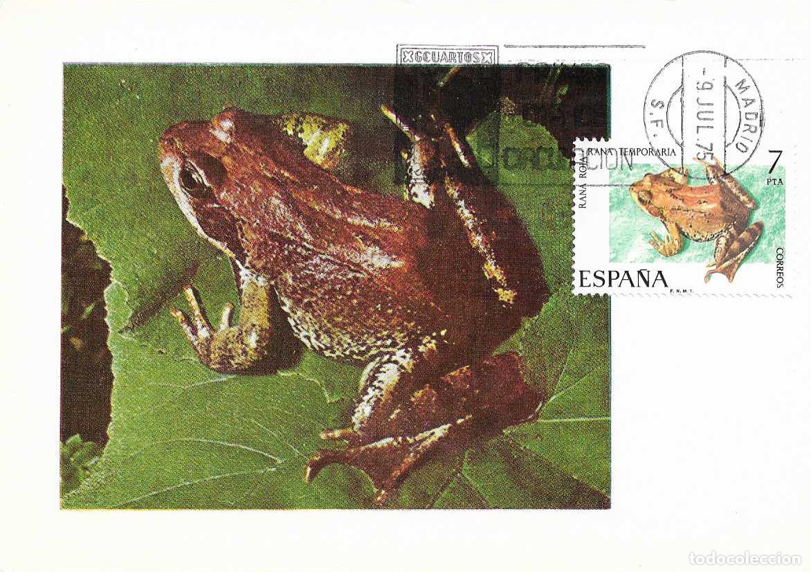 Sellos: RANA ROJA FAUNA HISPANICA 1975 (EDIFIL 2276) EN TARJETA MAXIMA PRIMER DIA MATASELLOS MADRID RARO MPM