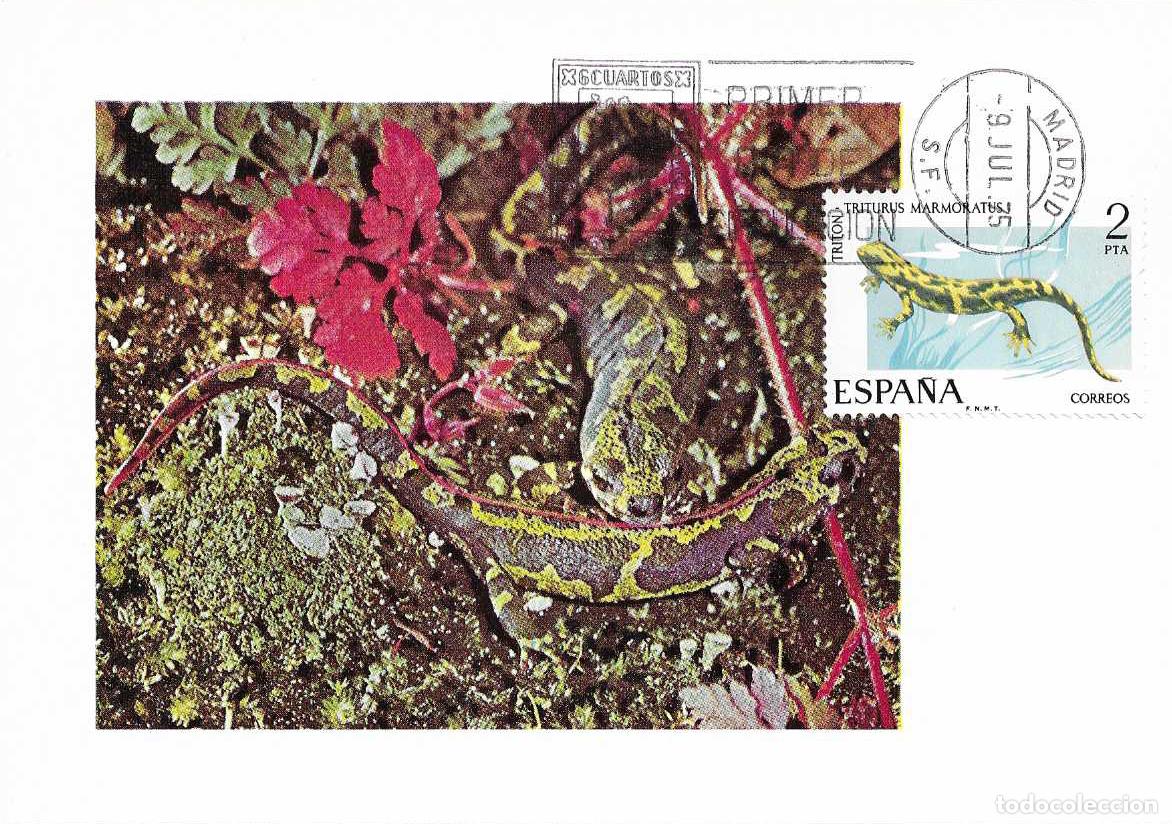 Sellos: TRITON FAUNA HISPANICA 1975 (EDIFIL 2273) EN TARJETA MAXIMA PRIMER DIA MATASELLOS MADRID RARO MPM