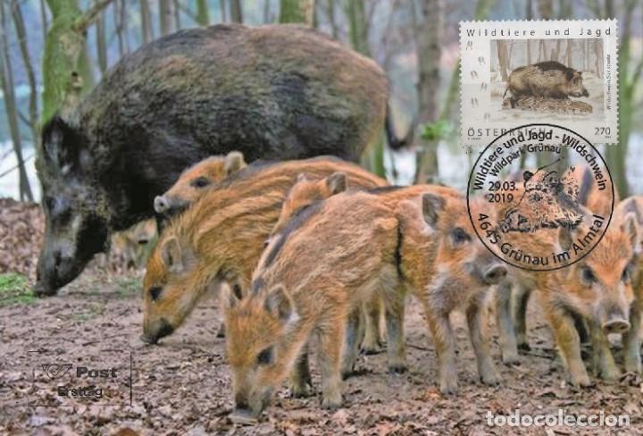 Sellos: Austria 2019 - Wildschwein maxicard - Foto 1