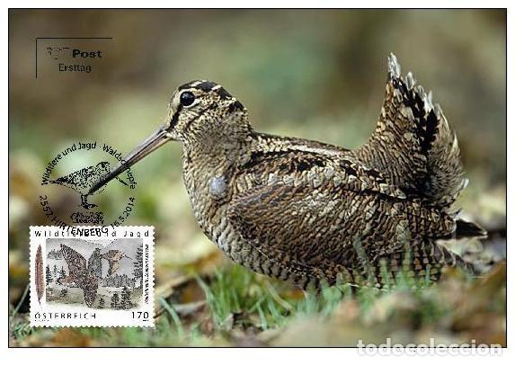 Sellos: Austria 2014 - Waldschnepfe maxicard - Foto 1