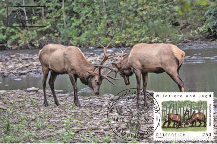 Sellos: Austria 2017 - Rothirsch carte maximum - Foto 1