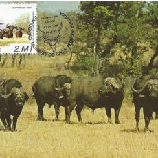 Sellos: 1981. MOZAMBIQUE. MÁXIMA/MAXIMUM CARD. BÚFALO AFRICANO/AFRICAN BUFFALO. MAT. ESP. P.D. FAUNA.