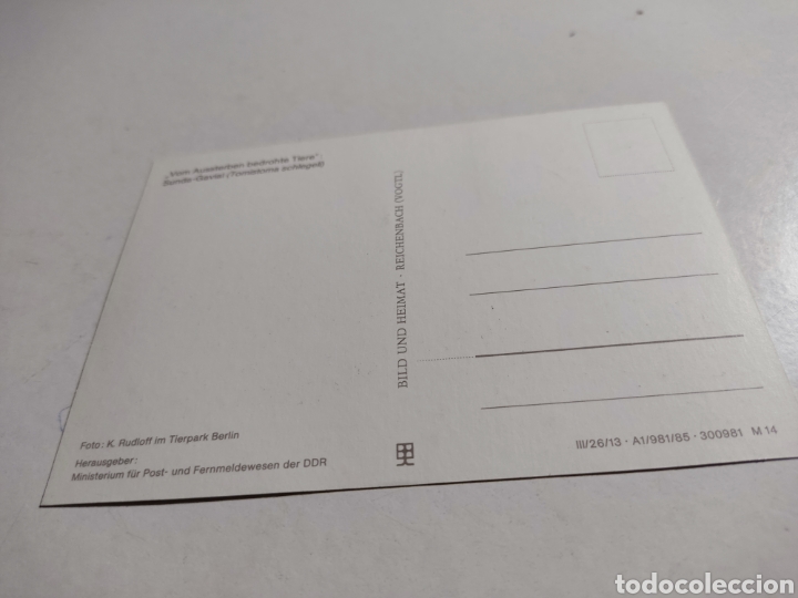 Sellos: Tarjeta m&aacute;xima DDR animales caim&aacute;n - Foto 2