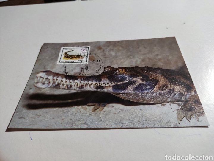 Sellos: Tarjeta m&aacute;xima DDR animales caim&aacute;n - Foto 1