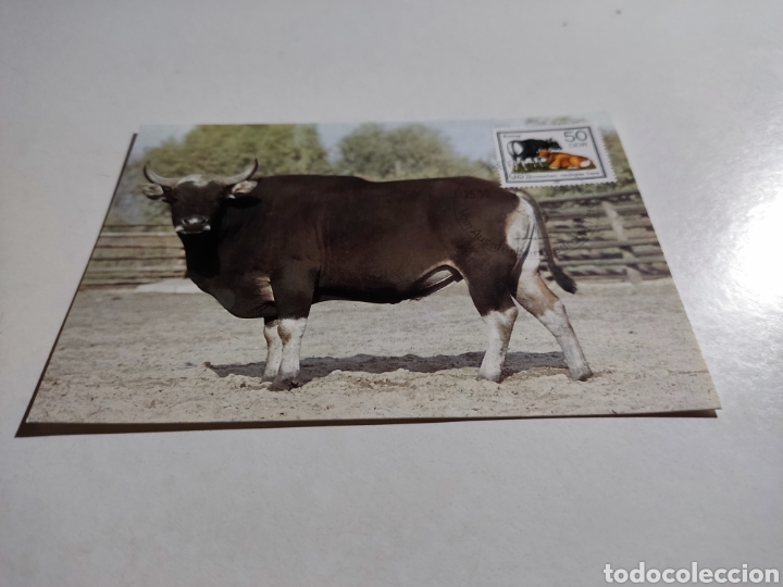 Sellos: Tarjeta m&aacute;xima DDR buey - Foto 1