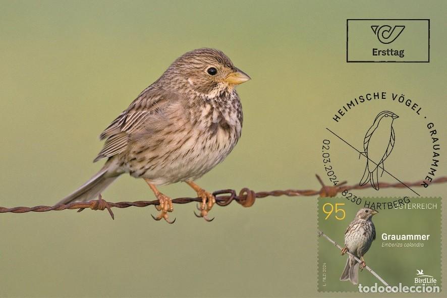 Sellos: Austria 2024 - Corn bunting carte maximum - Foto 1