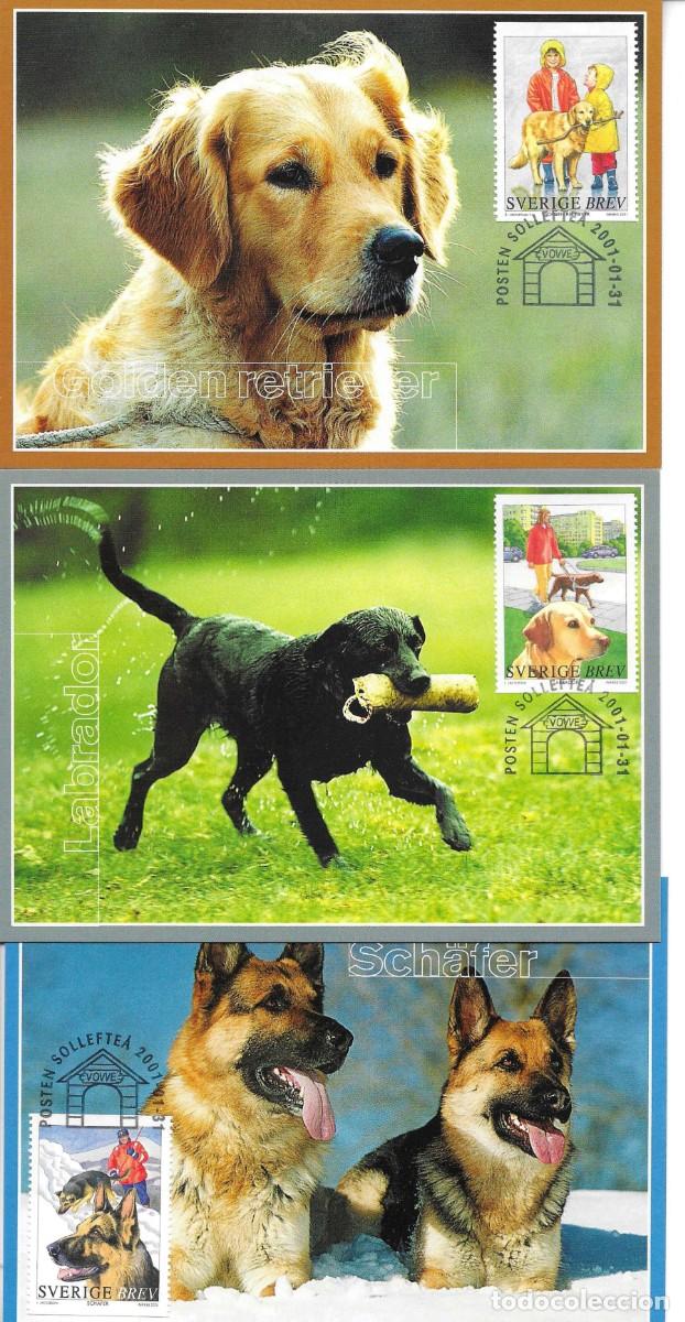 Sellos: Tarjetas M&aacute;ximas Suecas. Razas de Perros. Cuatro tarjetas emitidas el 31 Enero 2001