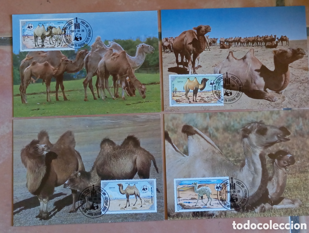 Briefmarken: 4 Tarjetas M&aacute;ximas Mongolia 1985 WWF Camello Bactriano Gobi Filatelia Fauna