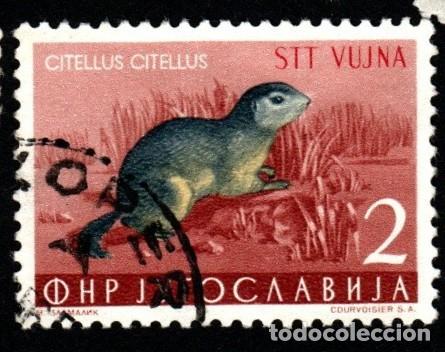 Sellos: Yugoslavia. Citellus. 1954. YT-643. Usado