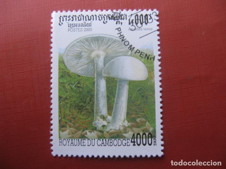 Sellos: camboya 2000, sello usado tema micolog&iacute;a - Foto 1