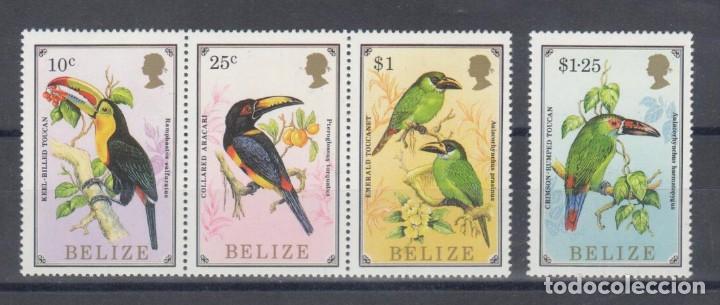 Selos: Belize - Fauna, tucanes