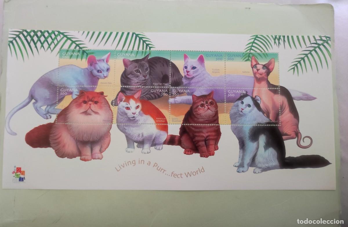 Sellos: Guyana 2001. HOJA BLOQUE NUEVA GATOS. - Foto 1
