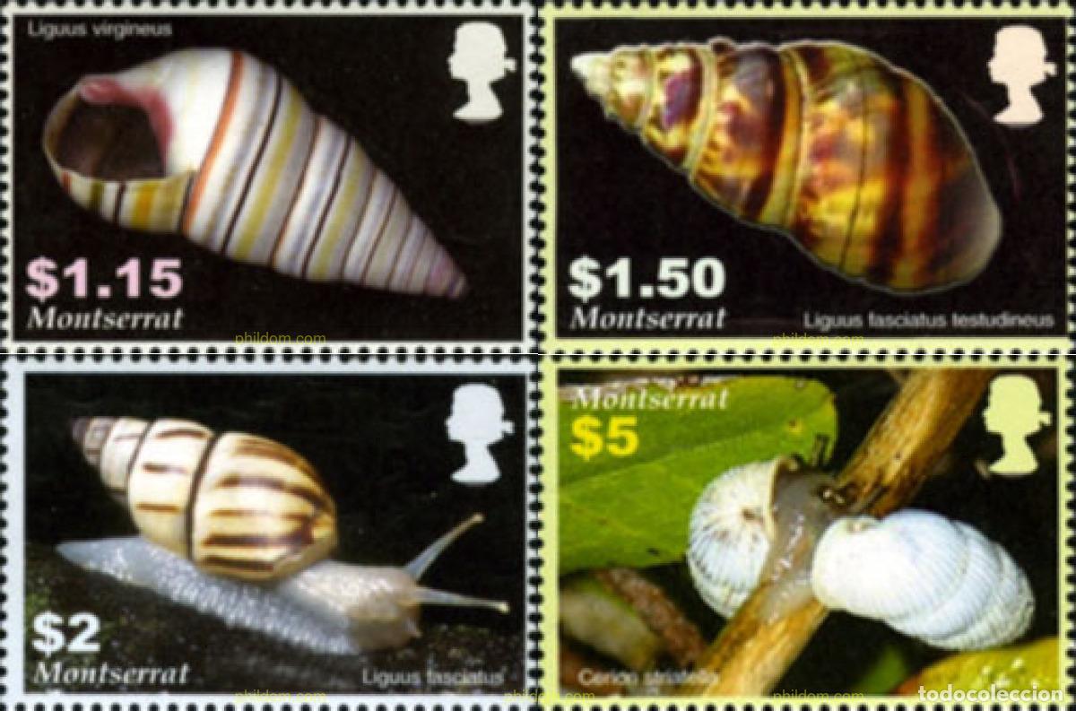 Sellos: 159779 MNH MONTSERRAT 2005 CONCHAS - Foto 1