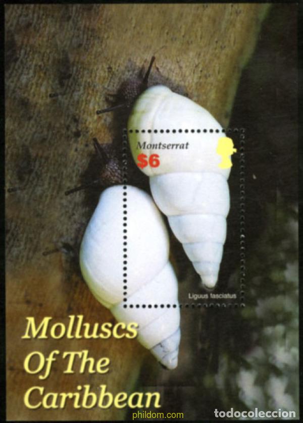 Sellos: 162196 MNH MONTSERRAT 2005 CONCHAS - Foto 1