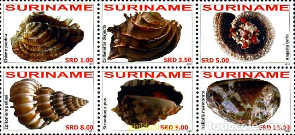 Sellos: 260554 MNH SURINAM 2011 CONCHAS - Foto 1