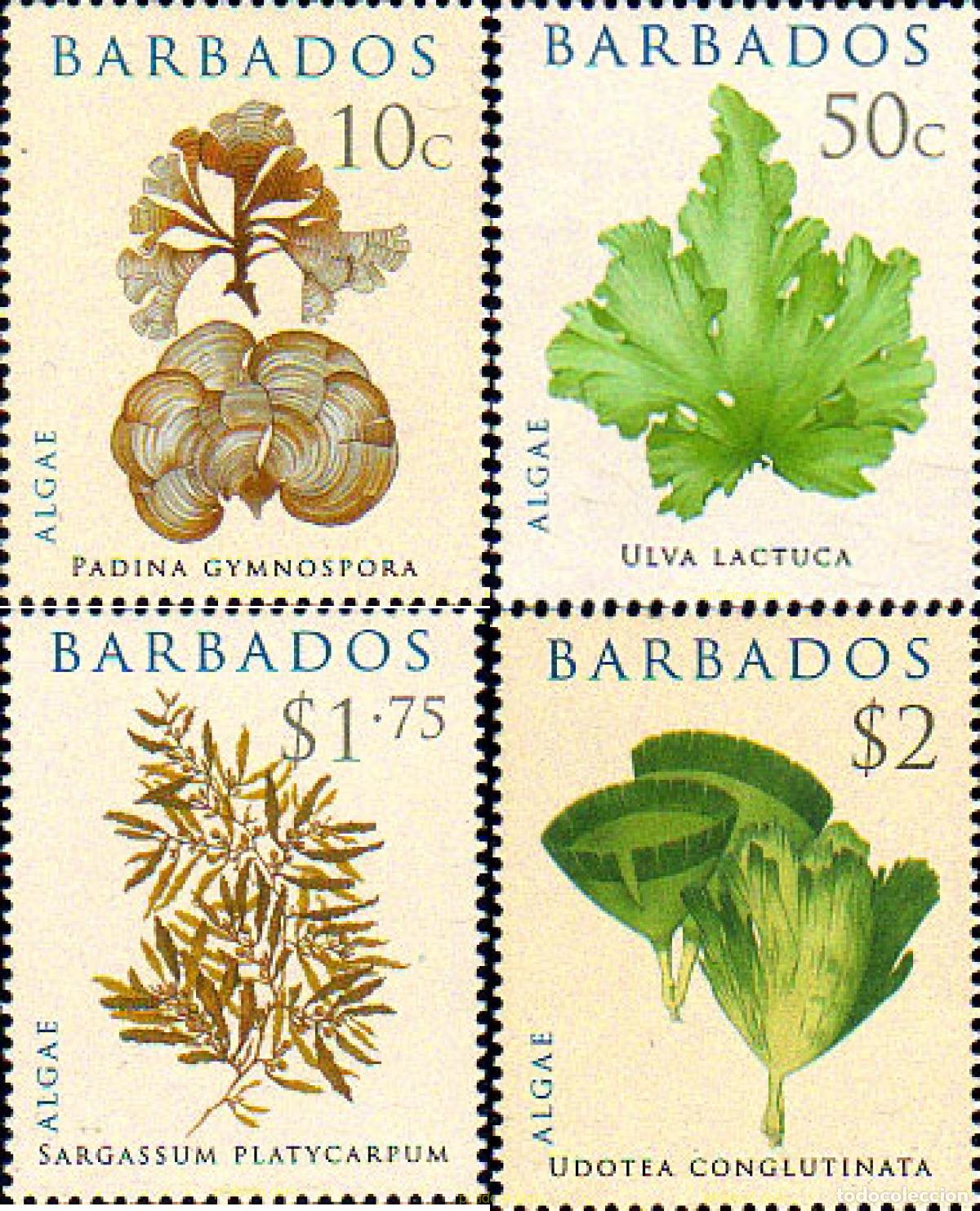 Sellos: 219197 MNH BARBADOS 2008 ALGAS - Foto 1